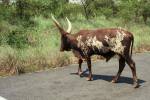 cattle crossing road