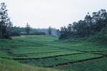 Tea plantation