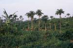 Refugees in bush