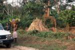 Termite hill