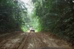 Muddy jungle road