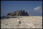 Booby chick near Clipperton Rock