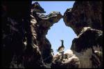 Brown Booby inside Clipperton Rock