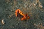 Clipperton Crab : Gecarcinus Planatus