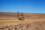 Eating dromedary