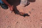 Desert lizard